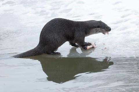 Otter (Lutra lutra) eating prey fish at a partly frozen pond, snow, Germany