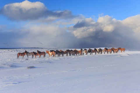 A herd of Icelandic horses standing in a snowstorm on the coast, winter, Akureyri, North Iceland,