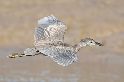Yellow-crowned Night Heron (Nyctanassa violacea) juvenile flying, El Farallon del Chiru, Panama