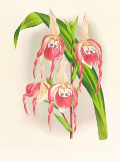 Orchid, Cypripedium schroderae var splendens, authentic reproduction of an illustration by Jean