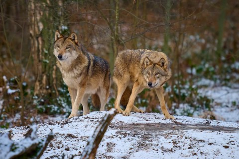 Two wolves standing on snow-covered ground in a snowy forest, winter, wolf (Canis lupus), Germany