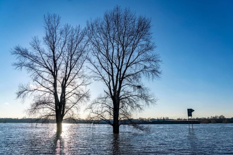 Rhine meadows near Duisburg-Neuenkamp, slight flooding, flooded meadows, bare trees in winter,