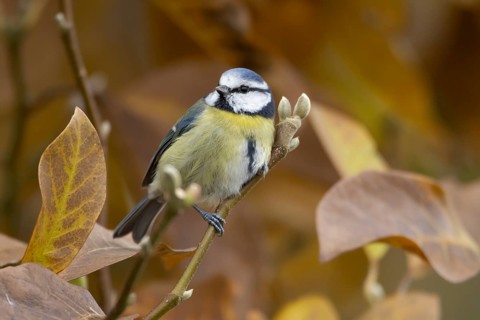 Blue tit (Cyanistes caeruleus) adult garden bird in a Magnolia tree with autumn colour leaves,