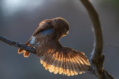 One East Brazilian pygmy owl (Glaucidium minutissimum), also known as least pygmy-owl or Sick's