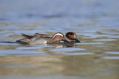 Garganey & Eurasian Teal (Spatula querquedula & Anas crecca), Aargau, Switzerland