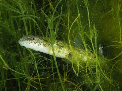 Common loach (Barbatula barbatula) moving through green underwater vegetation, dive site Wildsau,