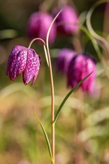 Close-up of a purple Snake's head fritillary (Fritillaria meleagris) with a distinctive checkered