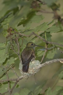 Berylline Hummingbird (Amazilia beryllina) female at nest, Arizona, USA