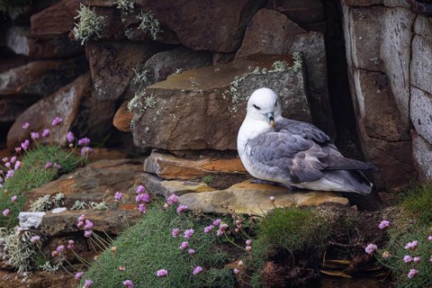 Northern fulmar (Fulmarus glacialis) sitting in a rocky niche in front of a flower-covered grass