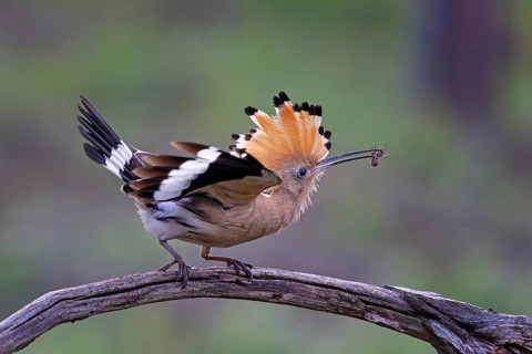Hoopoe (Upupa epops) Bird of the Year 2022, with spider as prey for the young bird, erected cap,