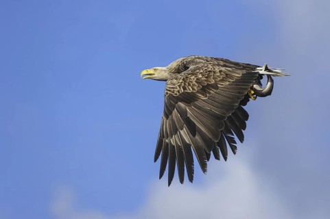 White-tailed Eagle (Haliaeetus albicilla) flying, Nord-Trondelag, Norway