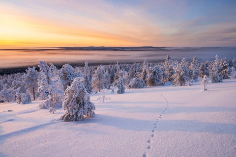 Winter landscape, Riisitunturi National Park, Posio, Lapland, Finland