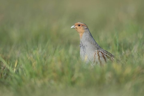 Grey Partridge (Perdix perdix) perched in grass field, North Rhine-Westphalia, Germany