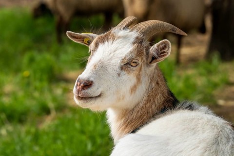 Portrait of a domestic goat, pied, tricoloured. Grazing. Germany