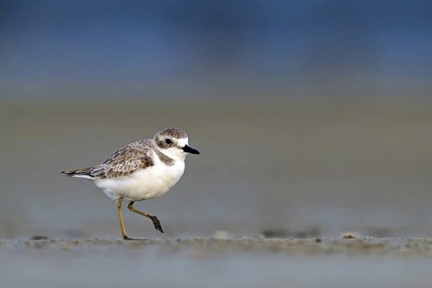 Desert plover, (Charadrius leschenaultii), animals, birds, biotope, habitat, foraging, Middle East,