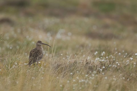 Eurasian curlew (Numenius arquata) adult wading bird amongst cotton grass in a upland moorland,