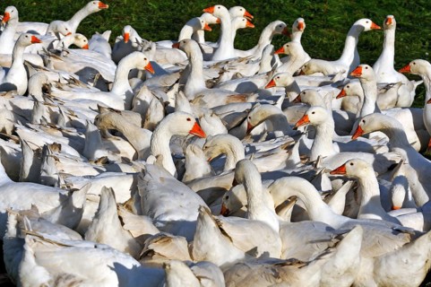Domestic geese, domesticated form of the grey goose (Anser anser) in a meadow in the morning sun,