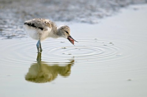 Saebelschnaebler (Recurvirostra avosetta), Avocet, Jungvogel bei der Nahrungssuche, mit Beute,