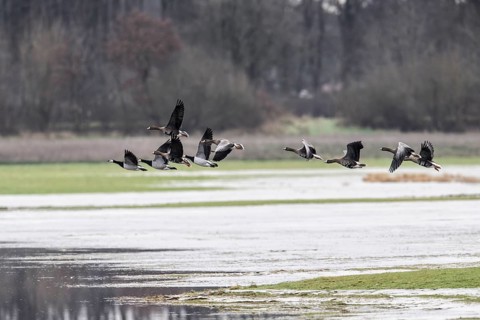 White-fronted Geese (Anser albifrons) and White-fronted Geese (Branta leucopsis), Emsland, Lower