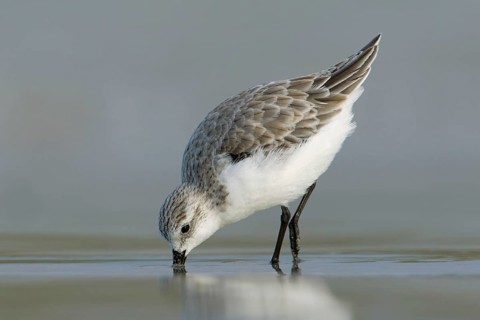 Sanderling (Calidris alba) foraging, Victoria, Australia