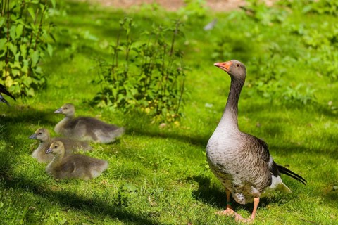 One couple of adult Greylag Goose, Anser anser, with three chicks walk over a green meadow