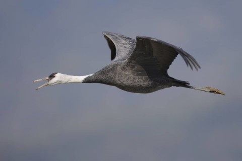 Hooded Crane (Grus monacha) calling in flight, Arasaki, Japan