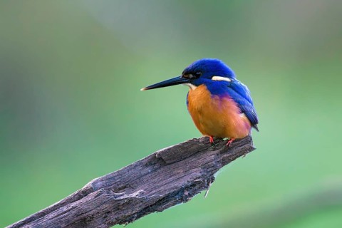 Azure Kingfisher (Ceyx azureus) perched on an old trunk, Victoria, Australia