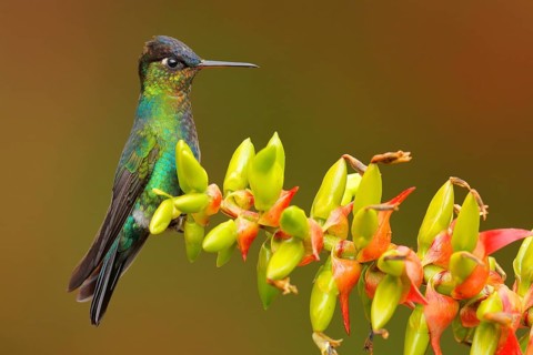 Hummingbird with red green flower. Fiery-throated Hummingbird, flying next to beautiful bloom,