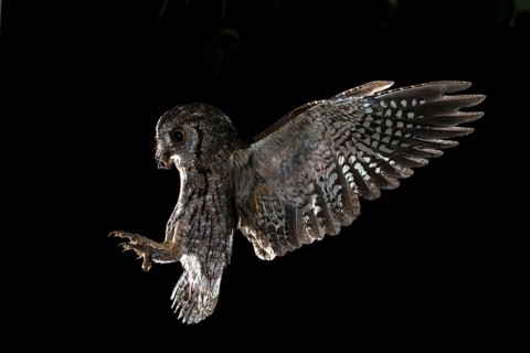 Eurasian Scops Owl (Otus scops) flying with insect in beak, Madrid, Spain