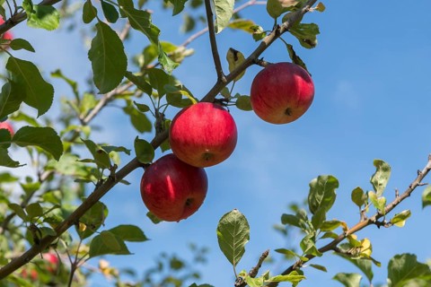 Apple (Malus domestica 'Reglindis'), LVG Erfurt, Germany