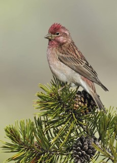 Cassin's Finch (Haemorhous cassinii) male, Oregon, USA