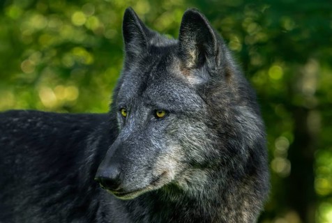 Close-up portrait of black Northwestern wolf, Mackenzie Valley wolf, Canadian, Alaskan timber wolf