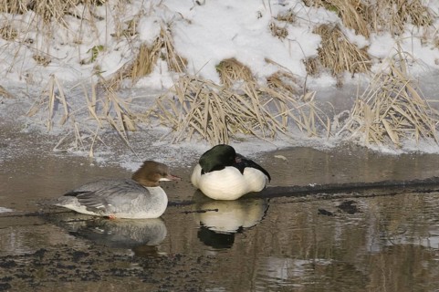 Common Merganser (Mergus merganser), Saxony, Germany