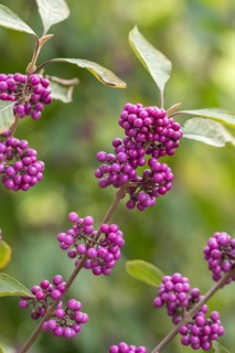 Love pearl bush (Callicarpa bodinieri 'Profusion'), An den Dorfwiesen, Germany