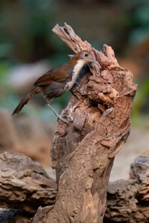 Large Scimitar Babbler (Pomatorhinus hypoleucos tickelli), Yunnan, China