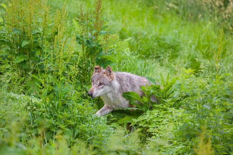 An adult male gray wolf (Canis lupus lupus) runs across a green meadow in hilly terrain