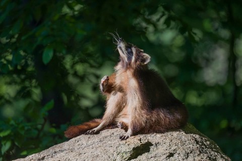 One adult Raccoon Procyon lotor, sits on a rock and looks around. Dark green vegetation in the