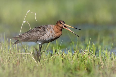Black-tailed godwit (Limosa limosa), calling, Ochsenmoor, Dümmer, Lemförde, Lower Saxony, Germany