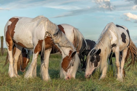 Irish cob horse in a pasture in spring. Lower Rhine, Alsace, France