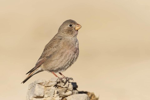 Trumpeter Finch (Bucanetes githagineus) female, Negev, Israel