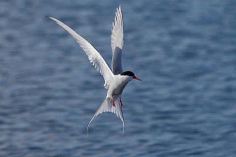 Küstenseeschwalbe, lat. Sterna paradisaea, im Rüttelflug über dem Meer
