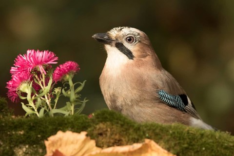 Eurasian Jay (Garrulus glandarius) perched on the ground, Bavaria, Germany