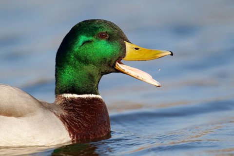Mallard or Wild duck (Anas platyrhynchos) adult male bird calling or quacking on a lake, England,