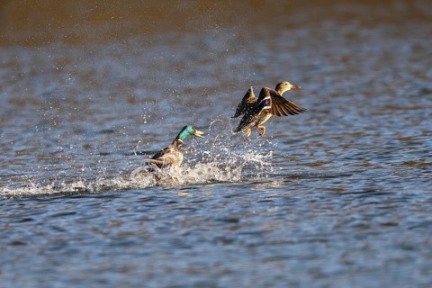 Mallard duck (Anas platyrhynchos) Male chasing a foreign female out of the territory, Vulkaneifel,