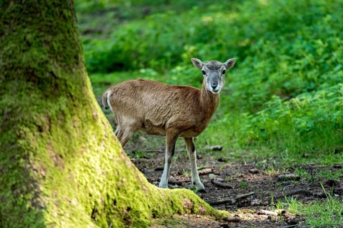 European mouflon (Ovis gmelini musimon), mouflon, young animal, standing in a sun-drenched forest