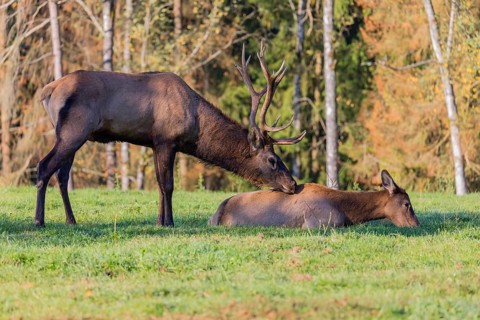 Rutting season. One Wapiti stag, Cervus canadensis, stands calling behind a female that lies on a