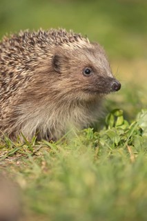 European hedgehog (Erinaceus europaeus) adult animal on a garden lawn, Suffolk, England, United