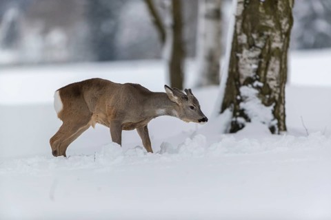 One young male Roe Deer, Roe buck (Capreolus capreolus), standing in a forest in deep snow. Trees