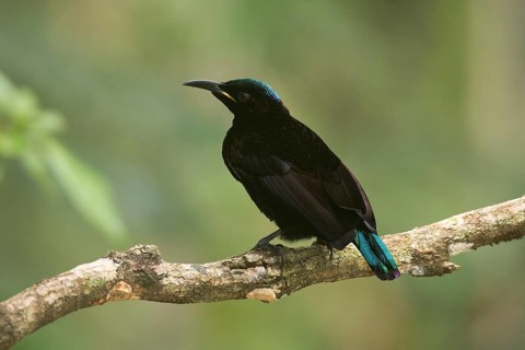 Victoria's Riflebird (Ptiloris victoriae) male perched on a branch, Queensland, Australia