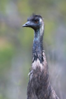 Emu (Dromaius novaehollandiae), Victoria, Australia
